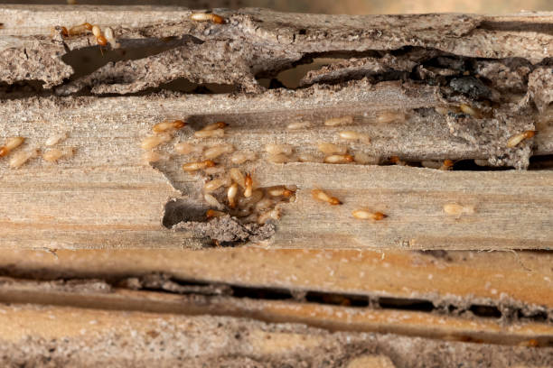 Pest Control for Restaurants in Platteville, WI