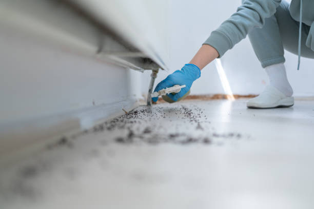 Best Flea Control Services  in Platteville, WI